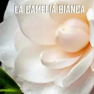Prezzo Conveniente La camelia bianca