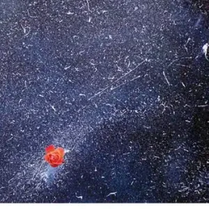 Compra Online Io mangio le stelle