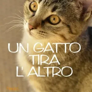 Pagamento Sicuro Un gatto tira l‘altro