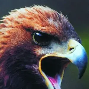 Nuovo Arrivo Il grido dell‘aquila