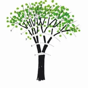 Offerta Disegnare un albero