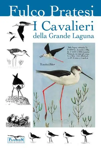 Solo Oggi I cavalieri della grande laguna