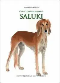 Canis lupus familiaris. Saluki Prezzo Basso