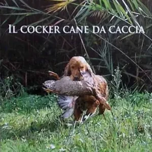 Spedito Oggi Il cocker. Cane da caccia
