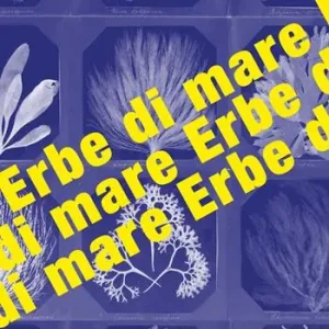 Erbe di mare A Buon Prezzo