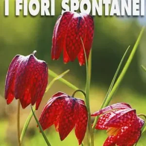Compra Online Riconoscere i fiori spontanei d‘Italia e d‘Europa