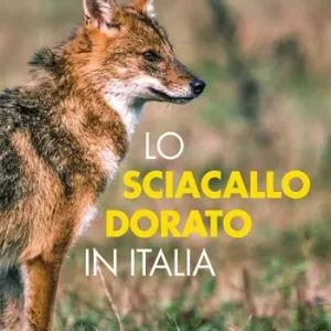 Subito Disponibile Lo sciacallo dorato in Italia