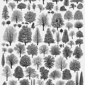Non Perdere Architettura degli alberi. Poster