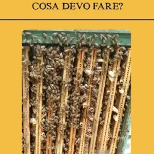Occasione Celle reali nella mia Arnia! Cosa devo fare?