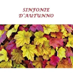 Sinfonie d‘autunno Affare