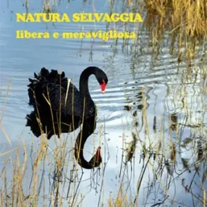 Natura selvaggia. Libera e meravigliosa. Ediz. a colori Popolare